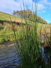 3 X Bare Root Soft Rush Pond Plants UK Native Bog Wetland Garden Plant