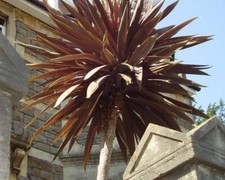 CORDYLINE AUSTRALIS PURPUREA