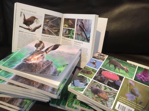 The best chilterns wildlife - of,