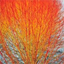 Cornus Sanguinea Anny's Winter Orange - Orange-Red Barked Dogwood 