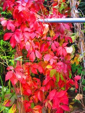 9ft-10ft inc. pot  Virginia Creeper Parthenocissus quinquefolia 10litre