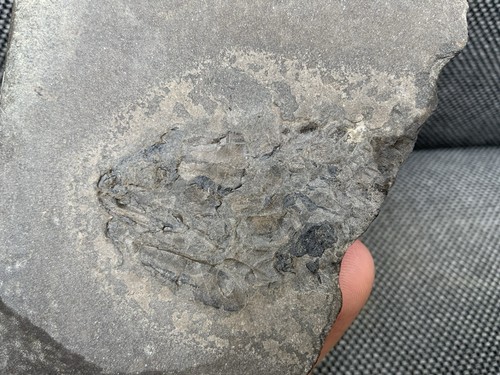 Rare fossil fish - rare,