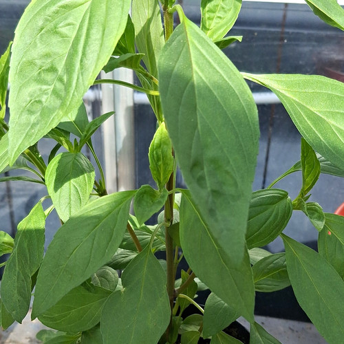 Basil ocimum potted edible - basil,