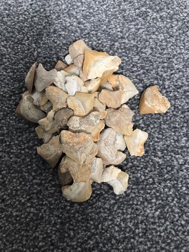 Genuine moroccan squalicorax - moroccan,