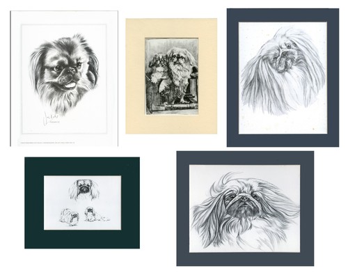 Pekingese toy dog - pekingese, &