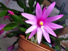 Cactus  epiphyte