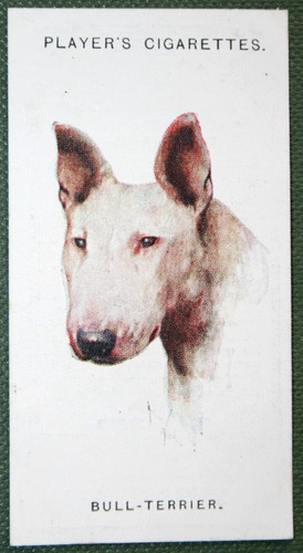 Bull terrier vintage - terrier,