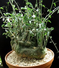 Adenia spinosa 24cm diameter,Caudex,Euphorbia,Succulent Plants