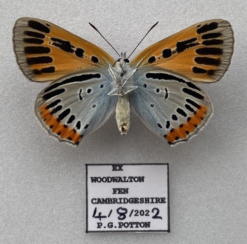 Large copper butterfly a set - large,