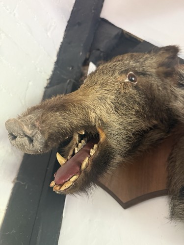 Nice wild boar decent - wild,
