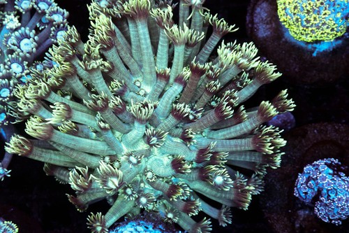 Teal goniopora colony wysiwyg - teal,