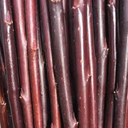 Willow cuttings salix - x,