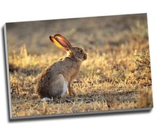 Wild Hare Rabbit Canvas Print Wall Art 30x20" A1
