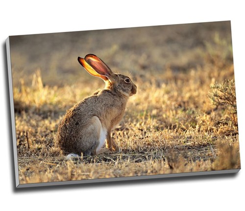 Wild hare rabbit - wild,