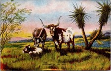 Postcard Pioneers of the West