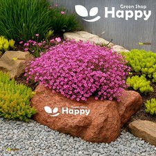 GYPSOPHILA ROSE - 750 SEEDS - Gypsophila repens - MAT FORMING ROCK GARDEN FLOWER