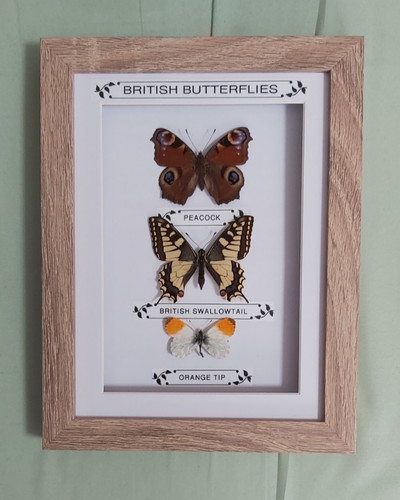 Taxidermy framed real british - framed,