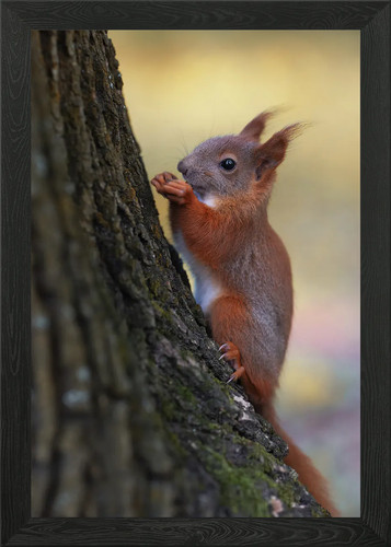 Squirrel tree trunk eating - trunk,