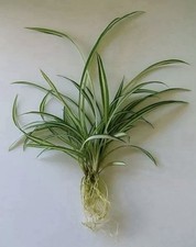 ? 1 GREEN & WHITE SPIDER PLANT - BareRoot • Mixed Sizes (5cm - 15cm) ?