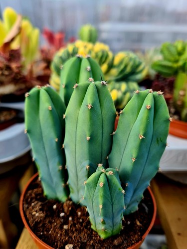 Myrtillocactus geometrizans - geometrizans, |