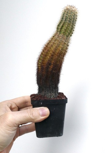 Echinocereus pectinatus extra - pectinatus,