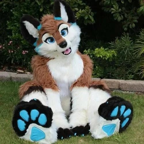 Long fur husky dog fox - long,
