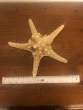 Large naturally dried Rino shaped Star Fish or Sea Star.Decorative natural item.