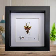Jewelled flower mantis framed