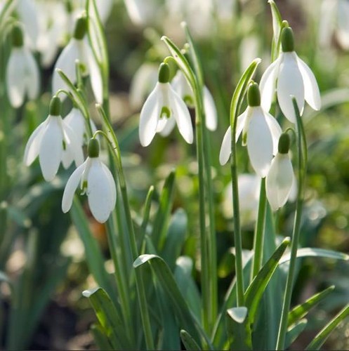 Snowdrop bulbs single white - 'single, white'