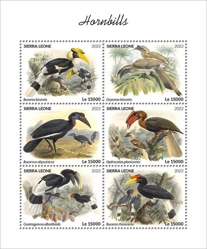 Hornbills hornbill birds bird - hornbills, birds/bird