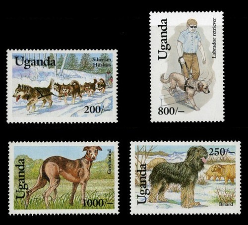Afghan hound briard - briard, greyhound