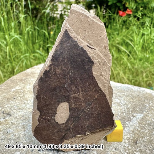 Authentic eocene fossil plant - authentic,