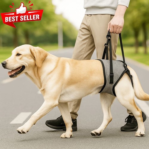 Dog rear legs support - dog, strap