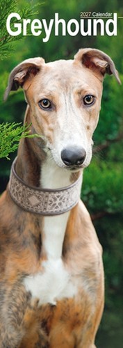 Greyhound slim - greyhound,