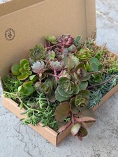 XL Box Of Sedum Stone Crop Selection ground cover, fairy gardens rock gardens