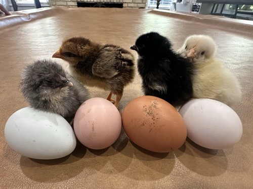 Breeds chicken fertile - 16+,