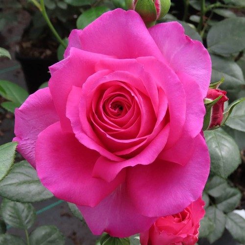 Gift rose kirsty deep - gift,