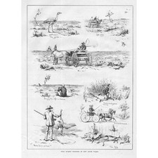 AUSTRALIA Wild Turkey Shooting in New South Wales - Antique Print 1884