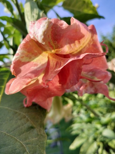 Brugmansia horus rooted - brugmansia,