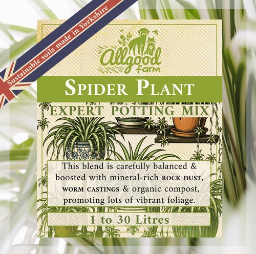 Spider plant expert potting - spider,