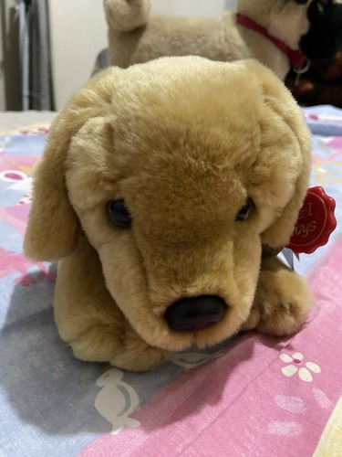 Cute fluffy golden - golden, brown
