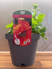 Geum Avens Tempo Coral 2L