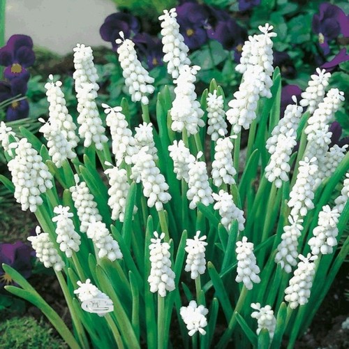 Muscari siberian tiger - 10, x