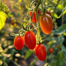 Tomato - San Marzano - 20