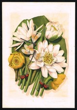 Antique Botanical Print Water