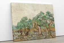 Vincent Van Gogh The Olive Orchard Framed Canvas Wall Art Picture Poster Print