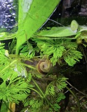 5 Young Columbian Ramshorn