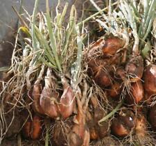 Allium cepa Cuisse de Poulet