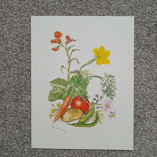 Vegetables tomato carrot beans - vegetables,