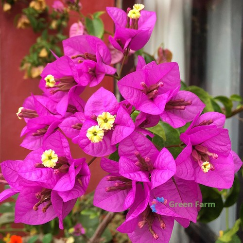 100 seeds bougainvillea purple - 100,